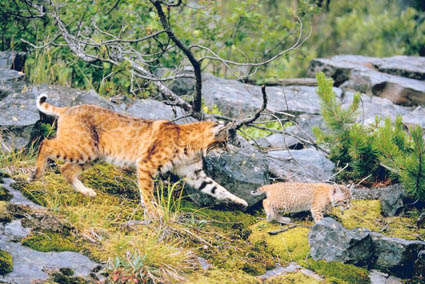 bobcat hunting female predator shoot better don feline caller habits goes should know after