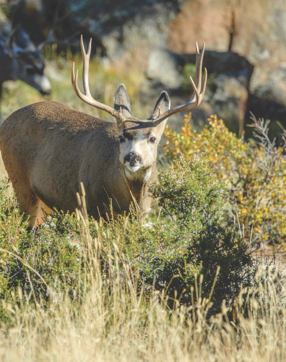 Desert Pursuit: Bowhunting Coues and Mule Deer | Grand View Outdoors