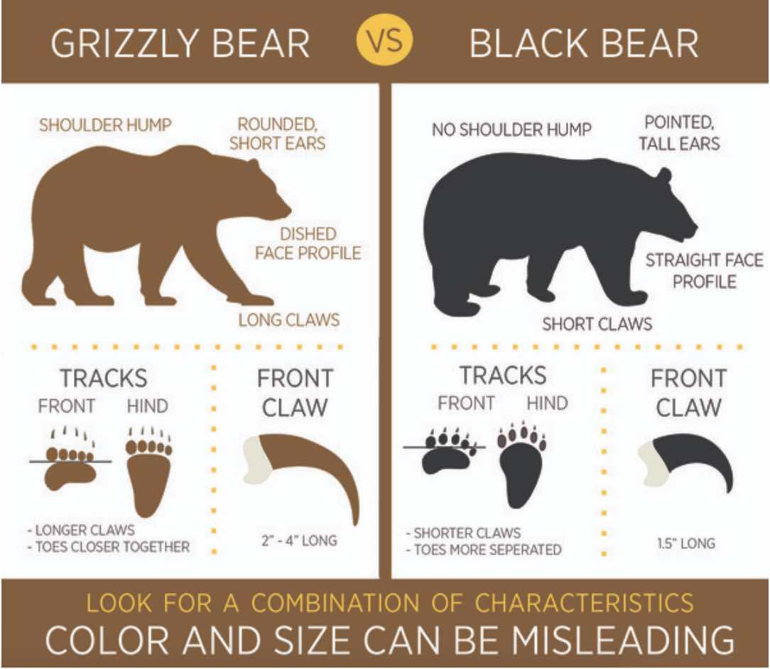 Bear Species Size Comparison Chart