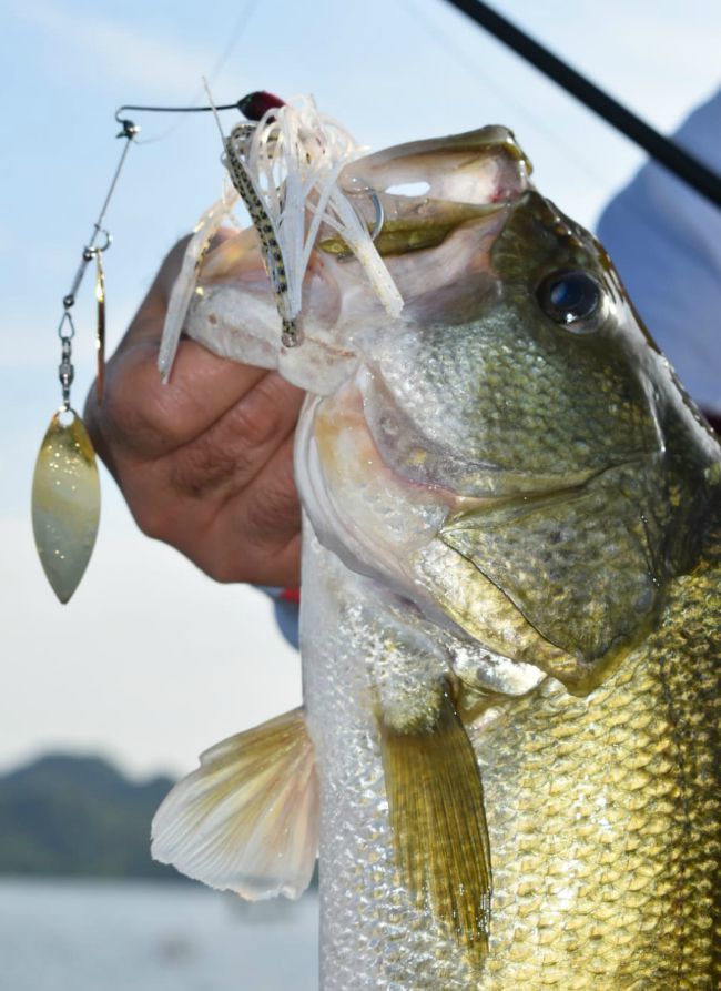 https://www.grandviewoutdoors.com/uploads/images/Pete-Robbins1-Mexico-Anglers-Inn-El-Salto-big-white-spinnerbait-largemouth-bass.jpg