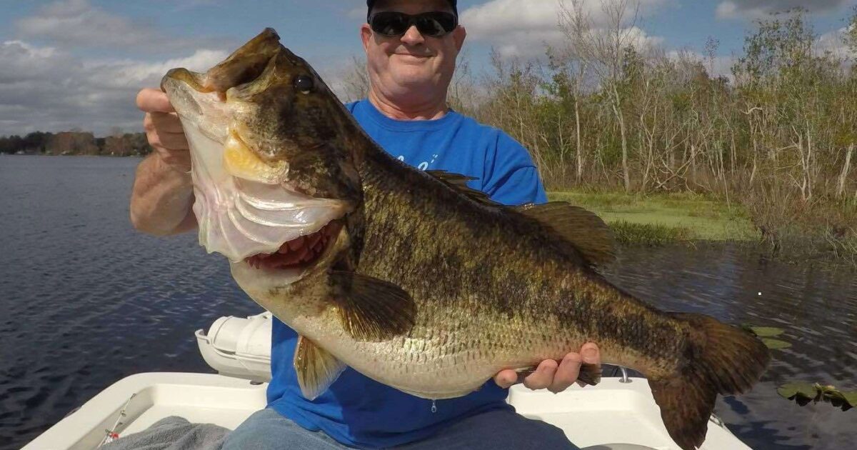 Lake Marion bass taking a 'shine' to shiners