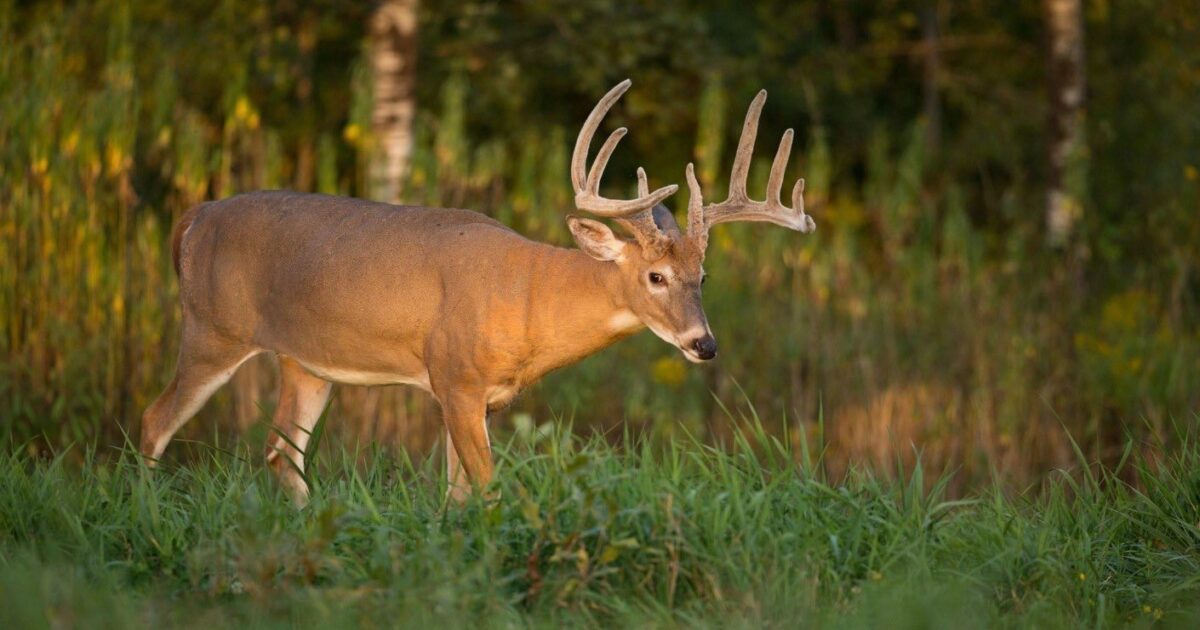 Celebrating Summer Whitetails | Grand View Outdoors