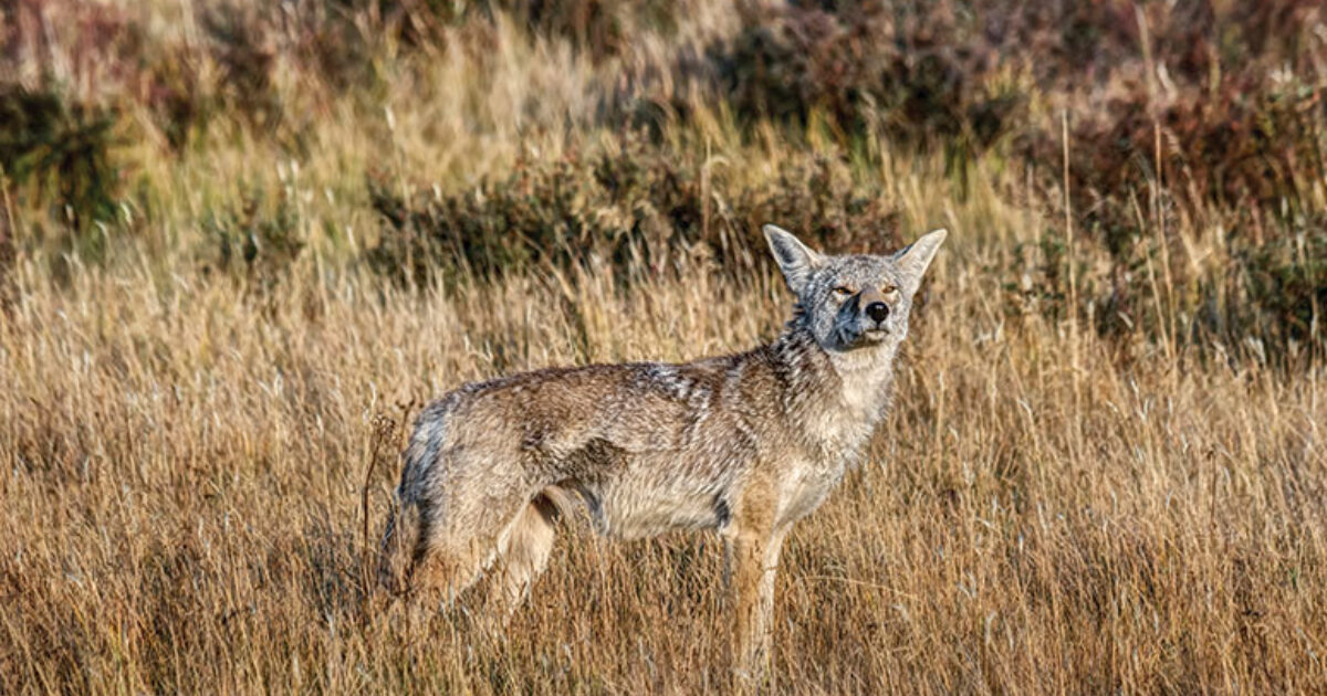 Home in on Coyote Home Ranges | Grand View Outdoors