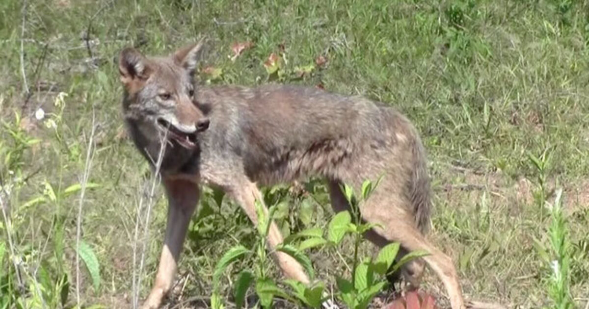 Scientists Collar, Track Coyotes In Georgia | Grand View Outdoors