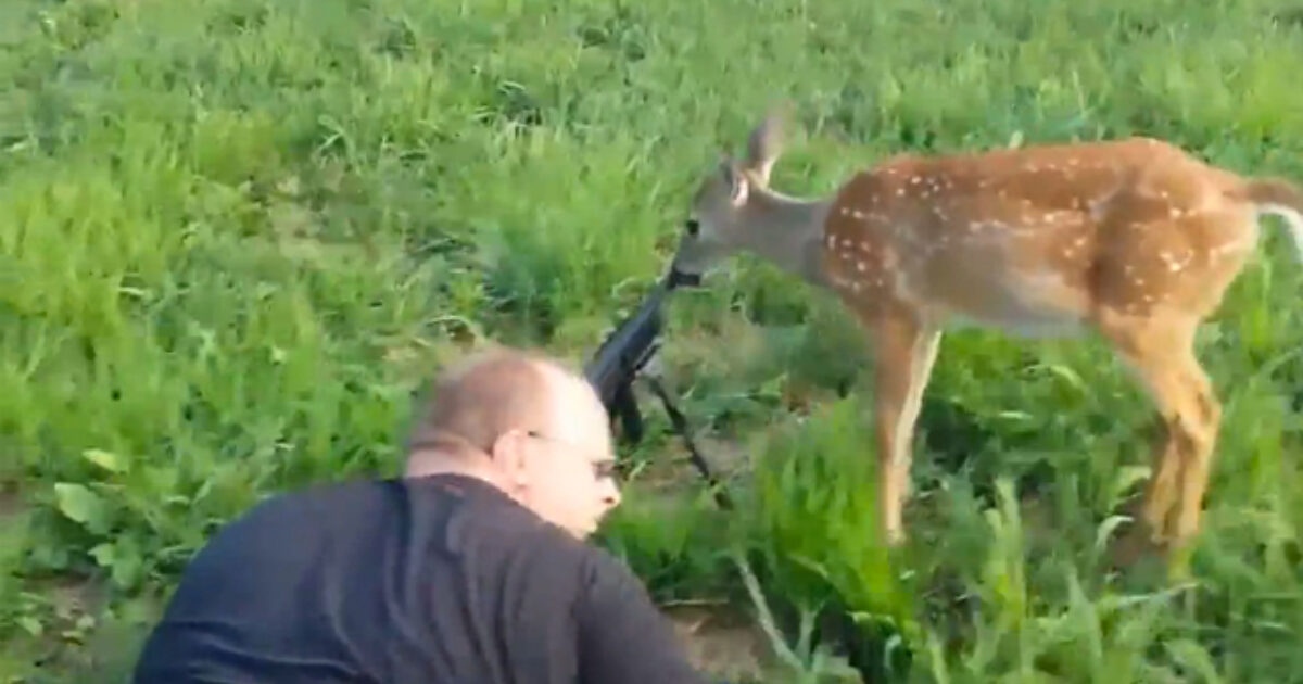 Video Deer Stays Calm And Licks A Rifle Muzzle Grand View Outdoors