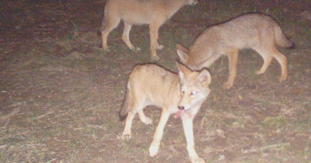 From the Reader's: Baiting coyotes with corn? | Grand View Outdoors