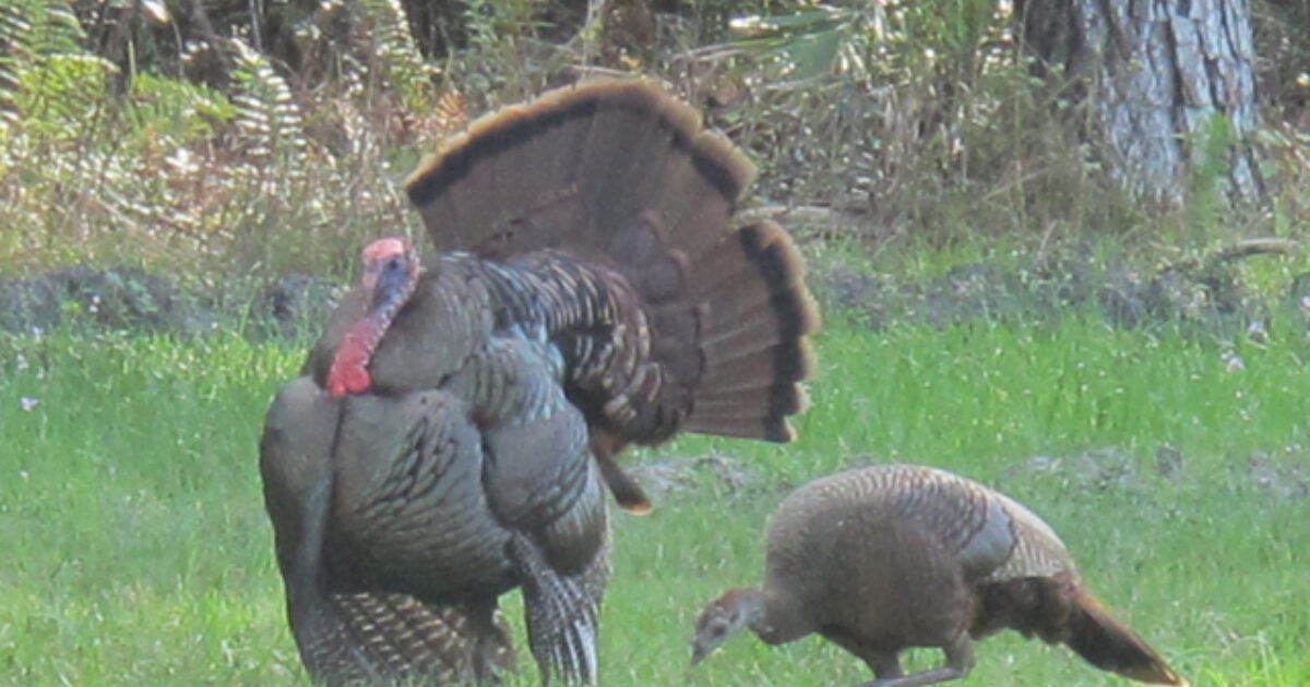 Wild Turkeys Make Comeback In West Virginia Grand View Outdoors