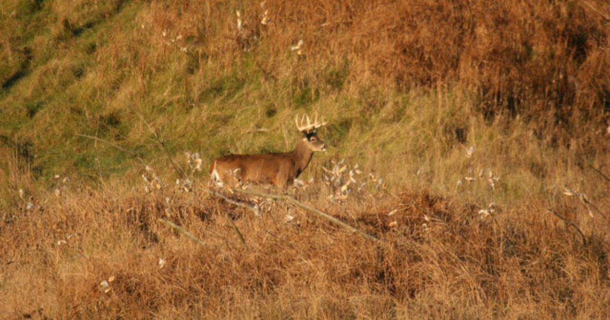 Deer Hunting News Safety First, Iowa Harvest… Grand View Outdoors