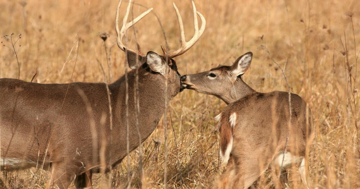 New Study Reveals How Whitetails React to… | Grand View Outdoors