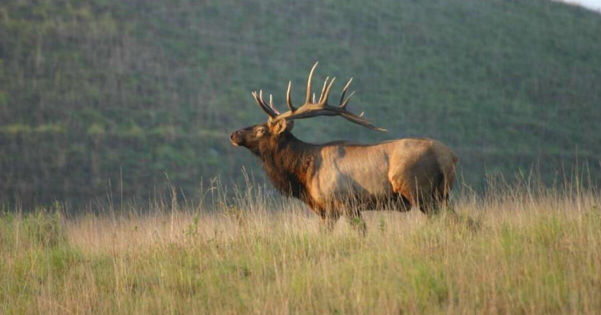 kentucky elk guides