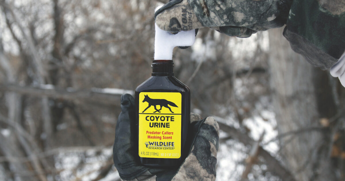 Making Sense of Coyote Scents