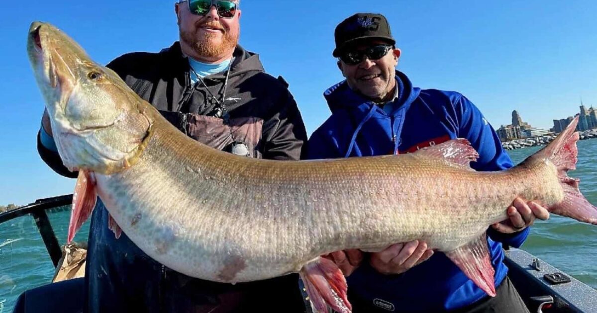 video-biggest-muskie-ever-caught-on-lake-erie-grand-view-outdoors