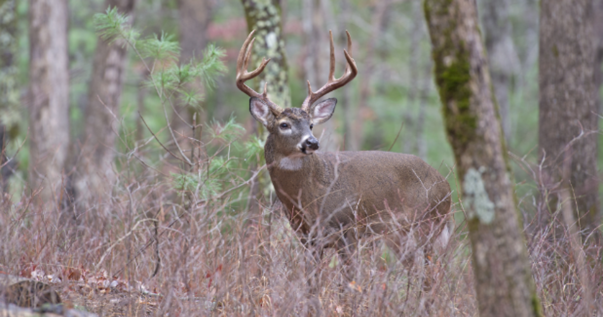 First Case of CWD Confirmed in Mississippi Deer Grand View Outdoors
