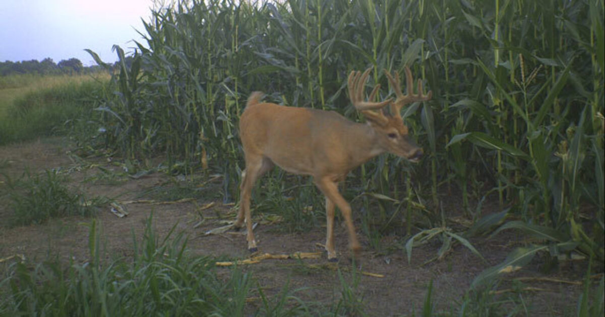 5 Keys To Deer Hunting On Opening Day Grand View Outdoors