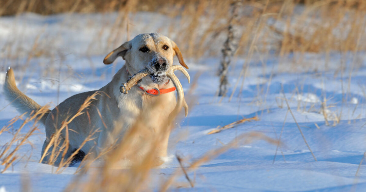 How To Train A Dog To Shed Hunt | Grand View Outdoors