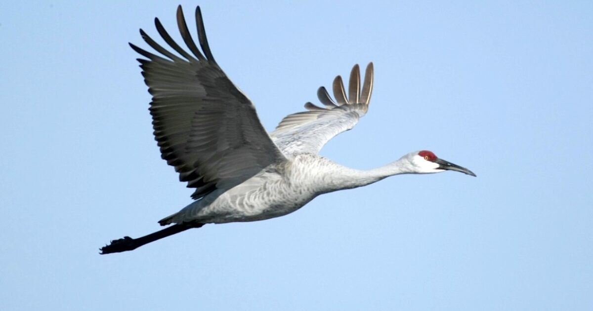 Alabama Announces Sandhill Crane Season