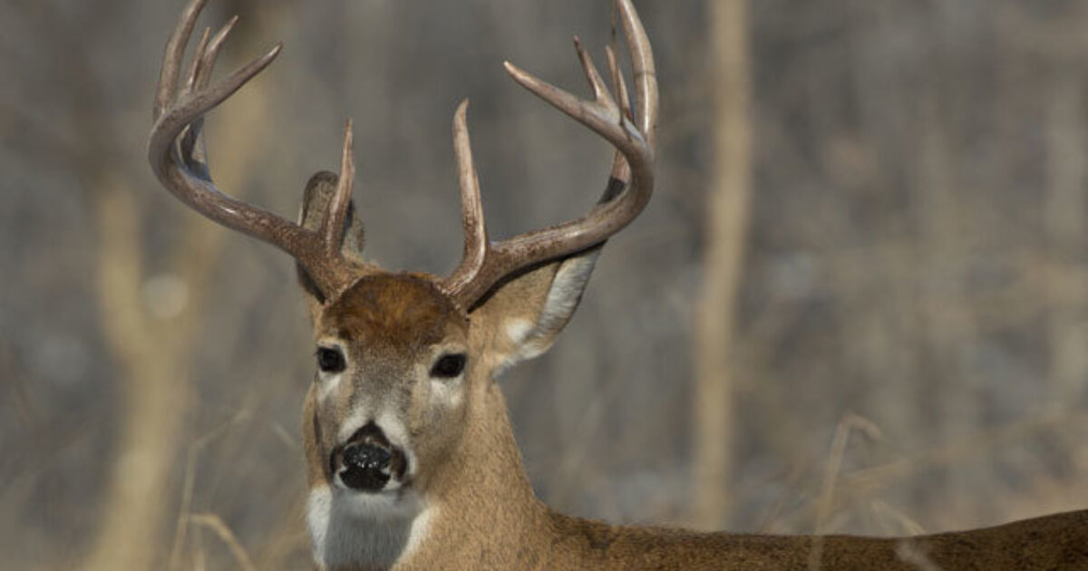 Tennessee Hunters Receive Lifetime Ban In 44… Grand View Outdoors