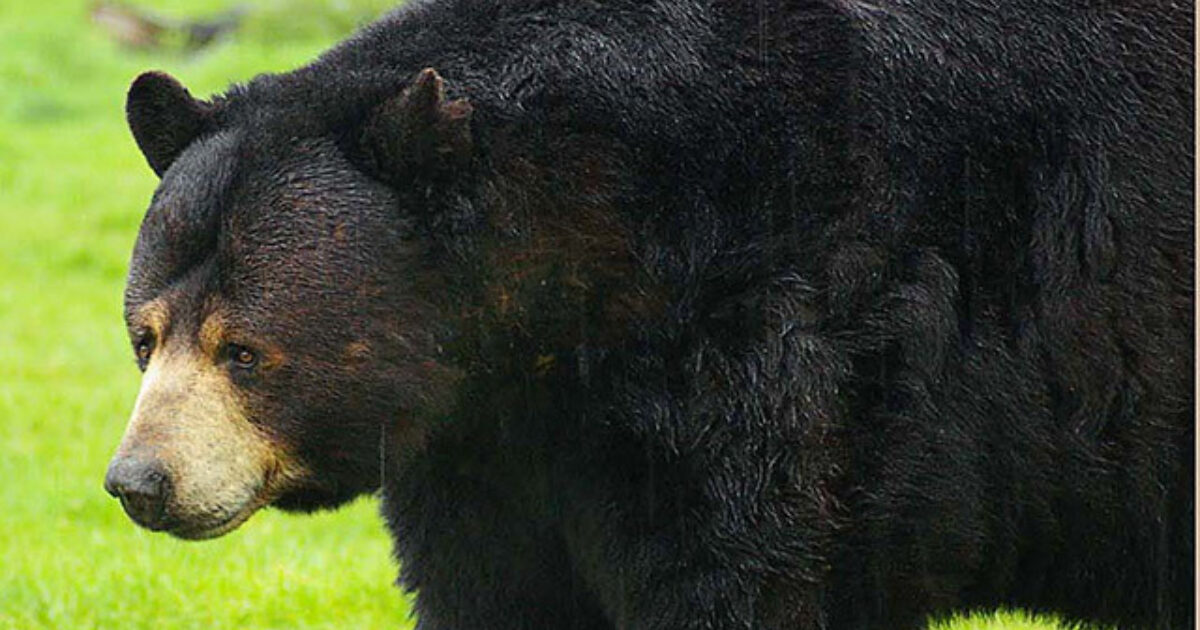 Bear Numbers Surge in Wisconsin Hunting Season Grand View Outdoors