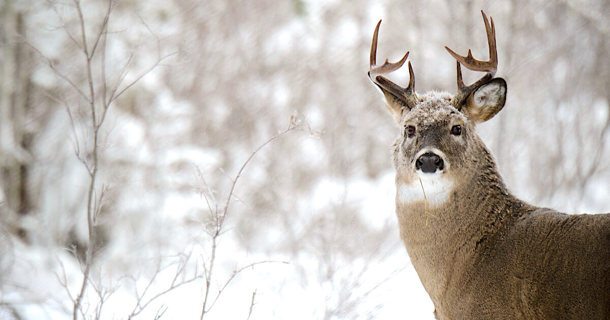 Deer in Winter: How They Survive