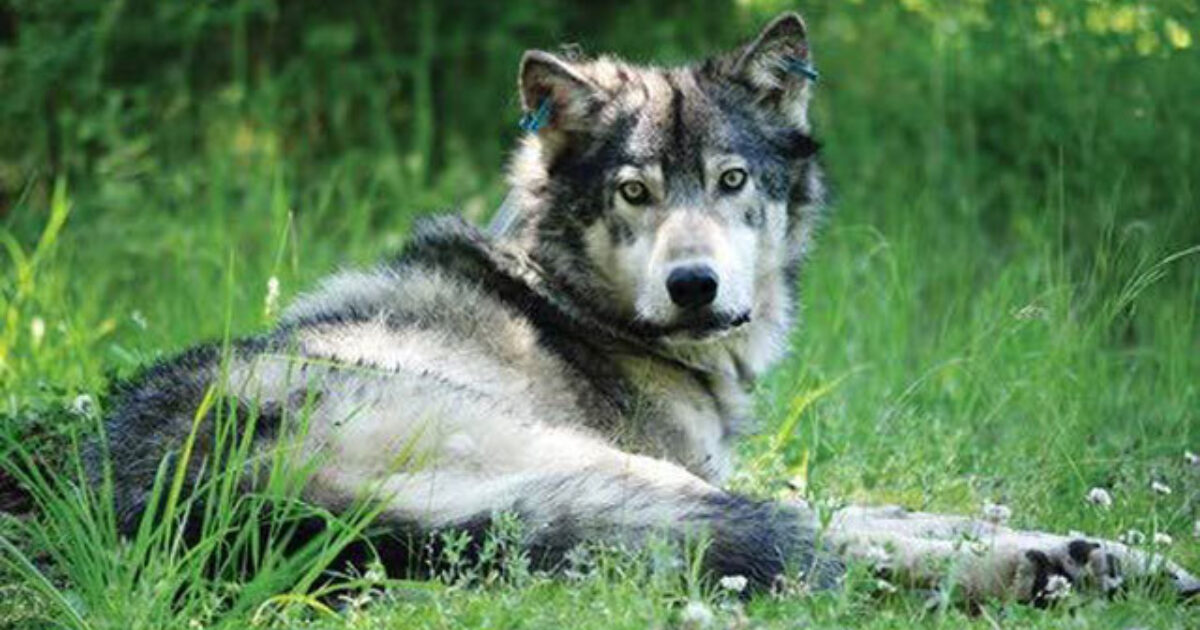 Officials Kill 19 Wolves In N. Idaho To Boost… Grand View Outdoors