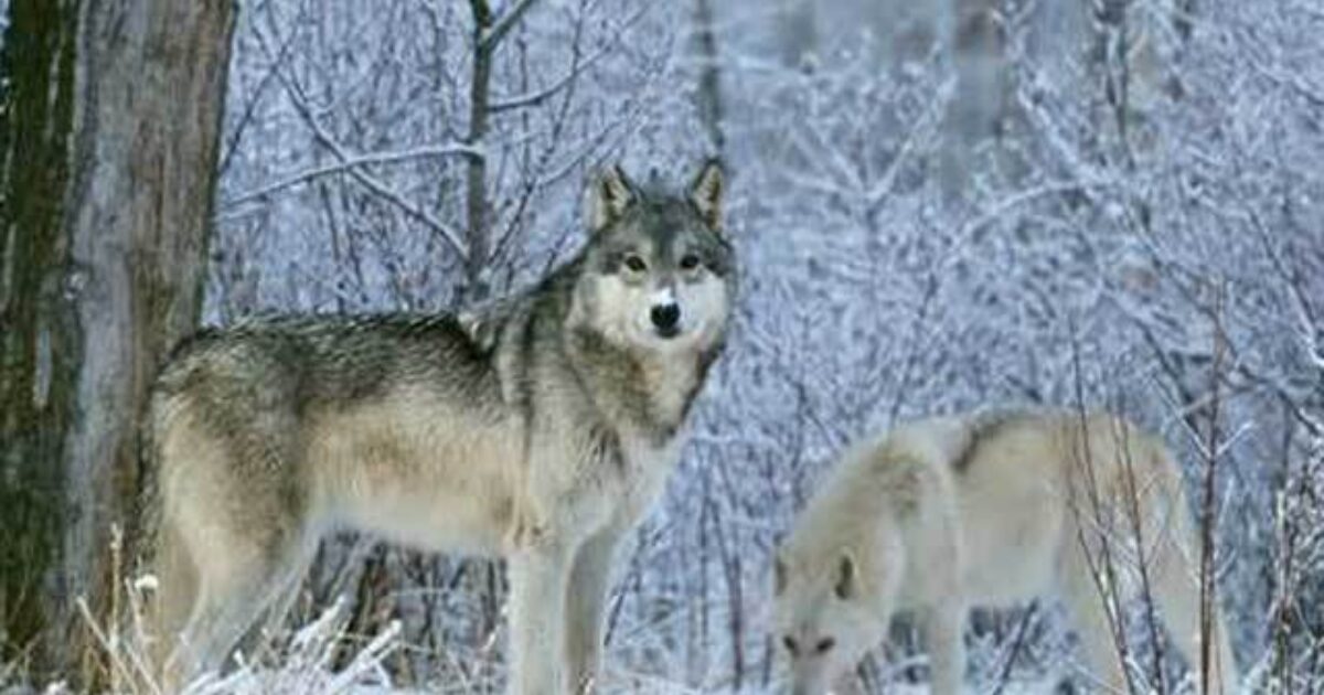 Michigan wolf hunt begins despite protests Grand View Outdoors