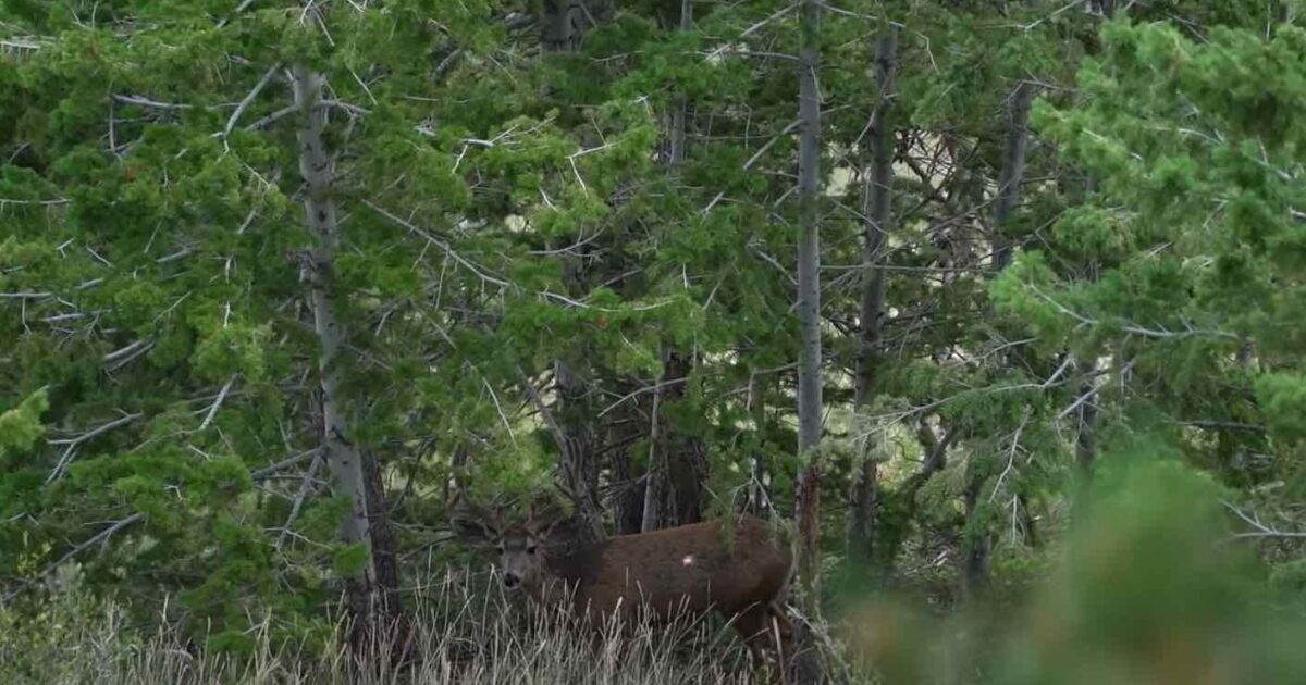 Video Does This Arrow Hit Two Mule Deer Bucks Grand View Outdoors