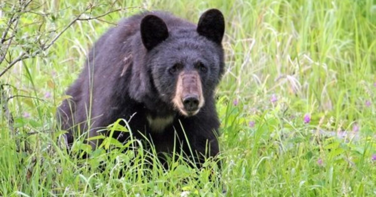 Arkansas Expands Bear Hunting Opportunities Grand View Outdoors