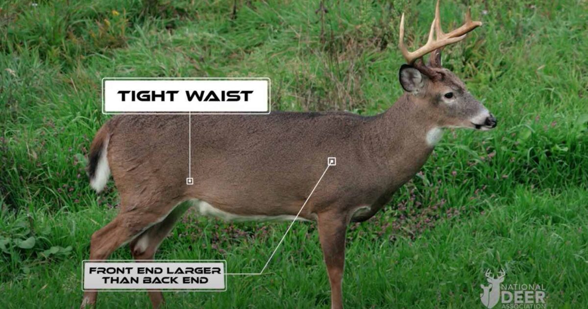Video: How to Age Whitetail Bucks in the Field… | Grand View Outdoors