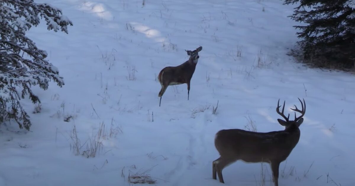 Whitetail Video: Bowhunting Blunder Saved by… | Grand View Outdoors