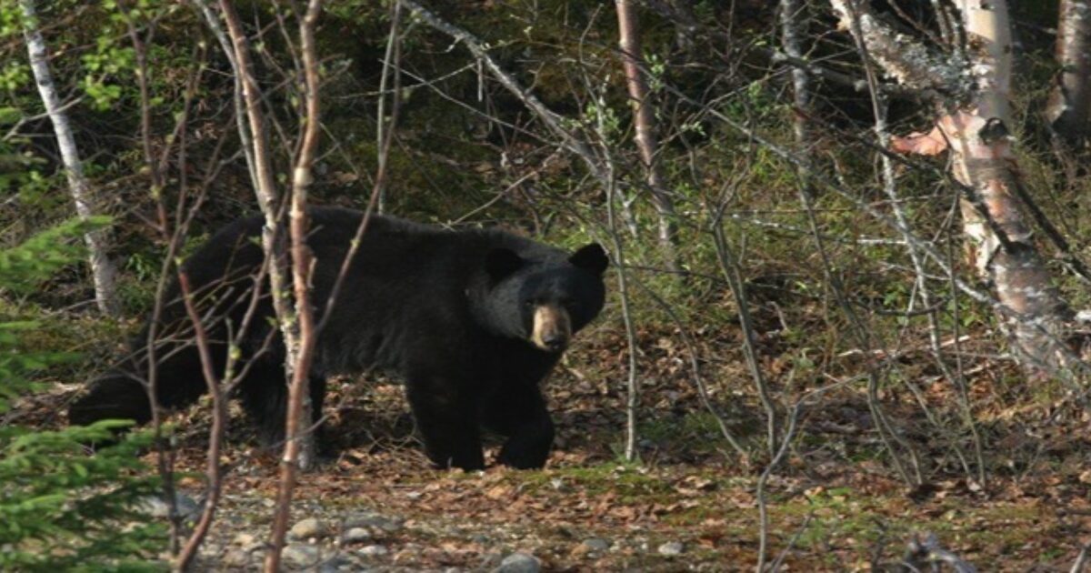 Pennsylvania Sets AllTime Record Bear Harvest Grand View Outdoors