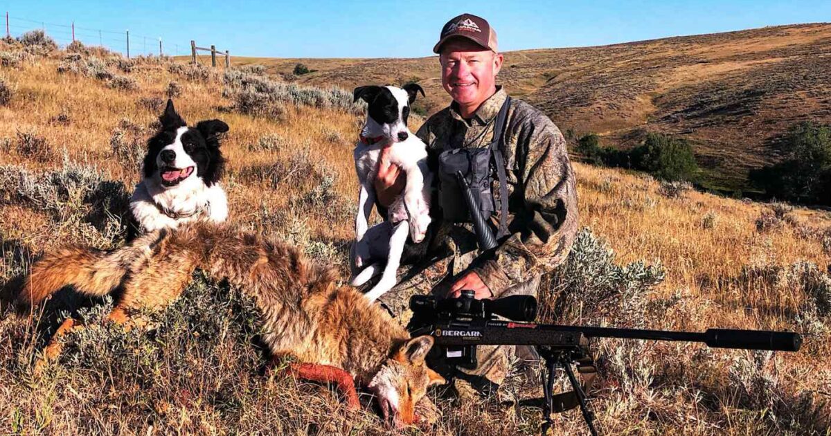 coyote hunting dogs