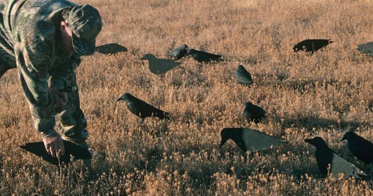 Sharpen Your Shooting Skills by Crow Hunting Grand View Outdoors