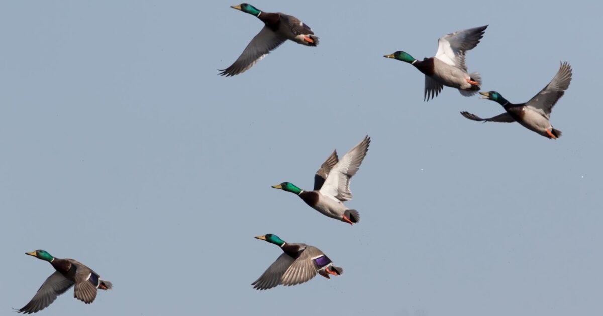 2022 Breeding Waterfowl Population Survey… | Grand View Outdoors