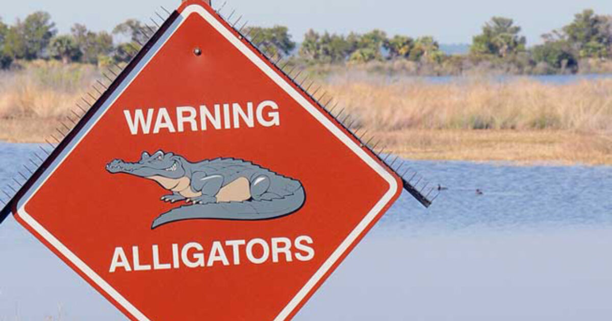 Alligator Season Catches On In Mississippi Grand View Outdoors