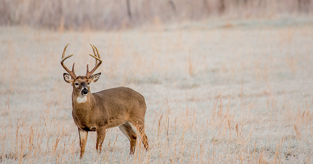 Four Deer-Hunting Ground Rules From a Seasoned… | Grand View Outdoors