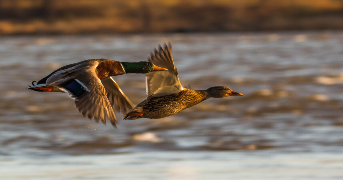 28 Ducks Unlimited Migration Map Maps Online For You
