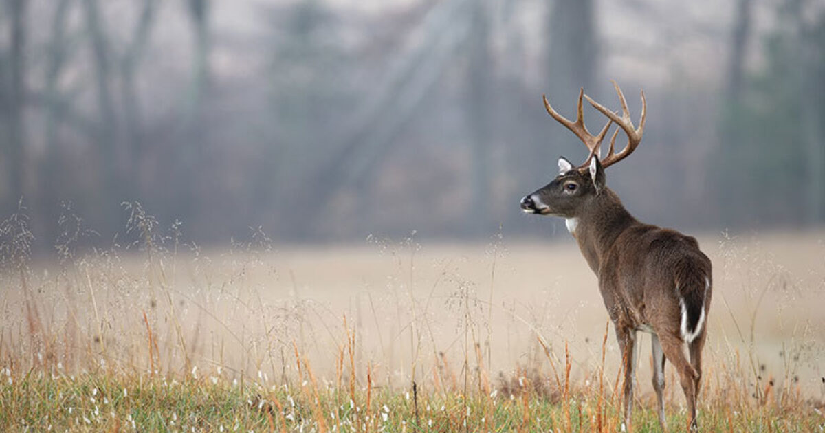 Where Do Whitetails Go? Here's What Science Says | Grand View Outdoors