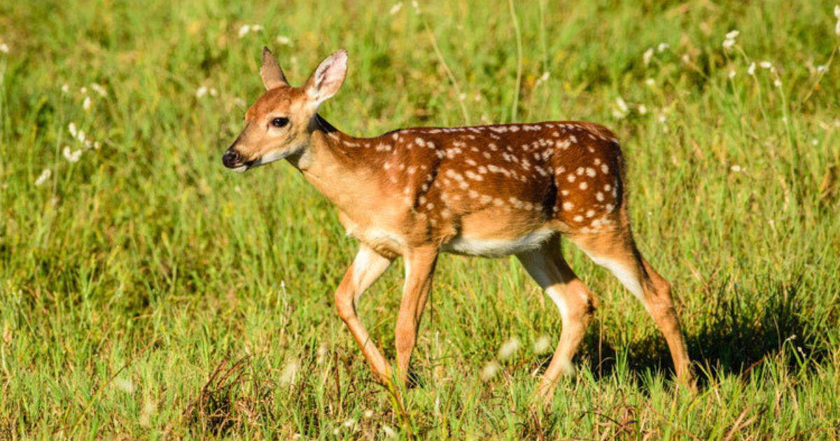 what do fawns eat