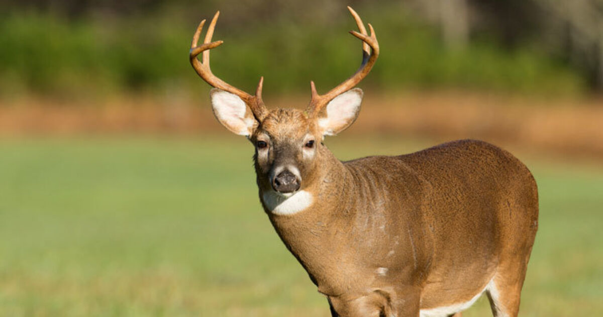 Reports Show Hunters Take More Mature Bucks Than | Grand View Outdoors