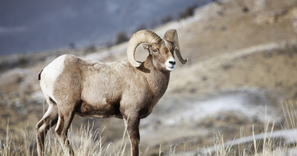 Idaho Bighorn Sheep Poacher Gets Lifetime Ban Grand View Outdoors