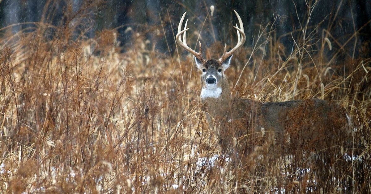 Deadly Deer Tactics: Finding the Whitetail… | Grand View Outdoors