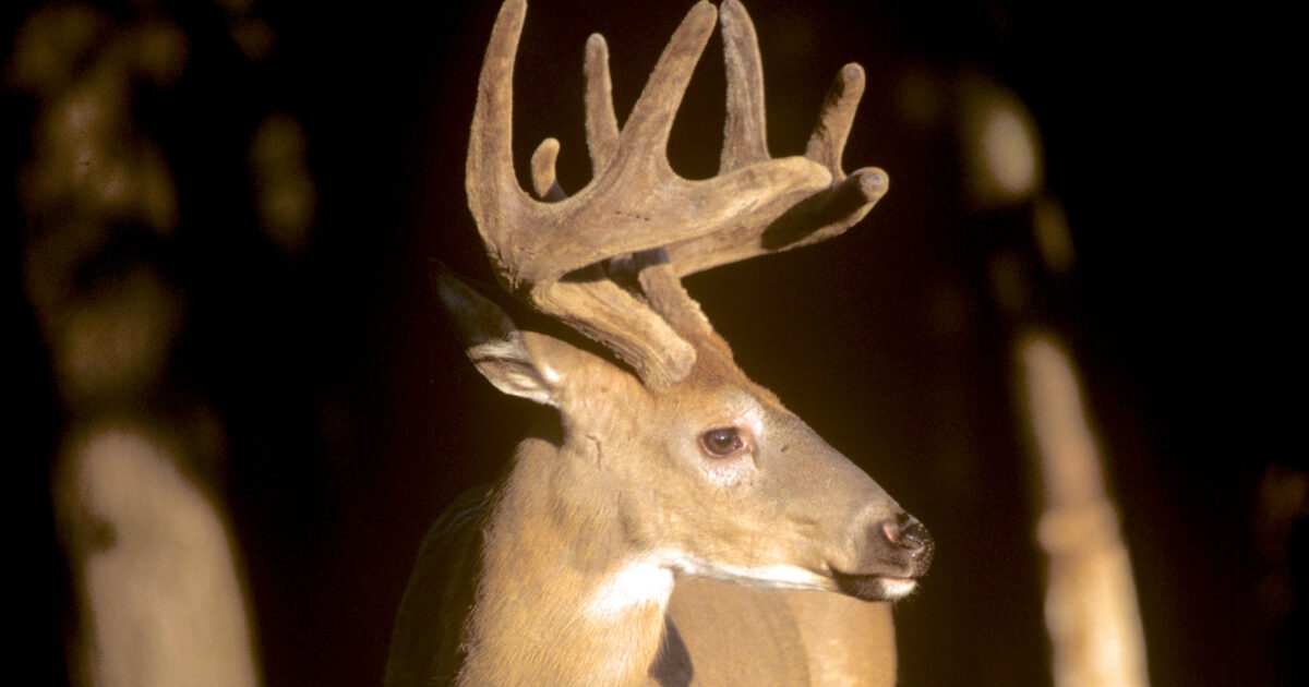 10 Amazing Facts About Velvet Antlers - Realtree Store