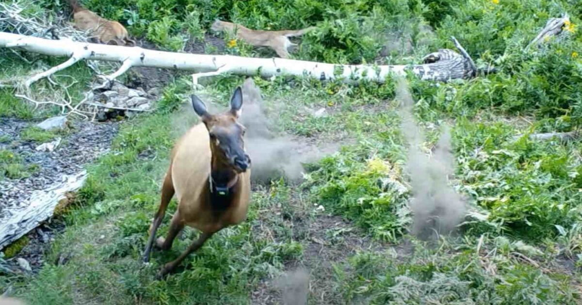 Trail Cam Video: Mountain Lion Attacks Elk Calf | Grand View Outdoors