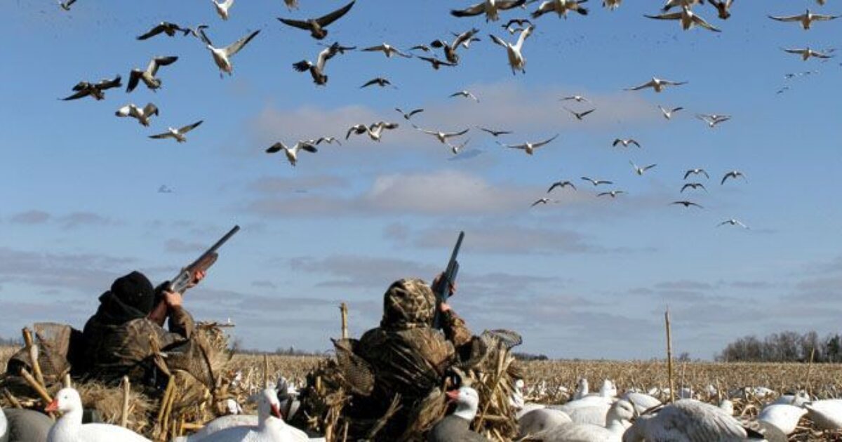 Spring Snow Goose Hunting! Grand View Outdoors