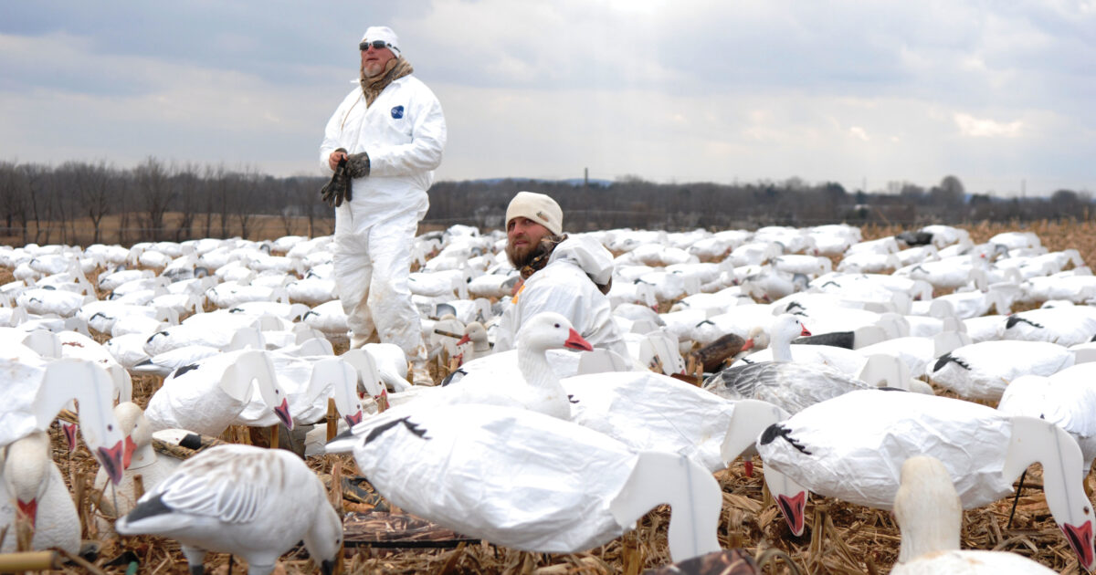 Snow goose hunting Tips for staying hidden Grand View Outdoors