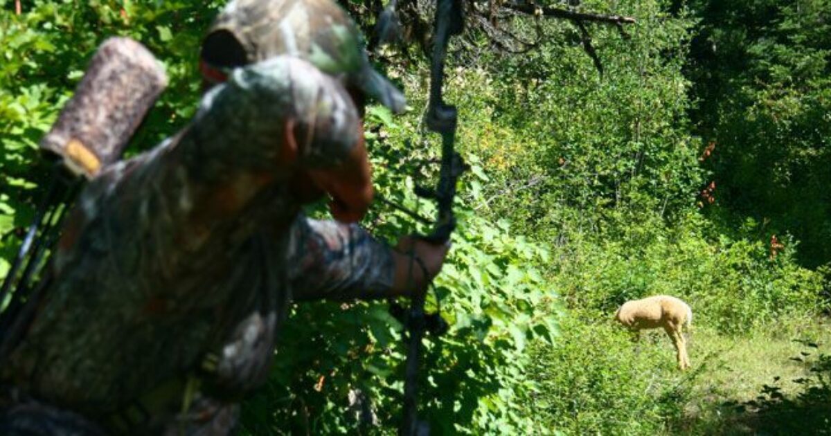 Practice Bowhunting During The Off Season Grand View Outdoors