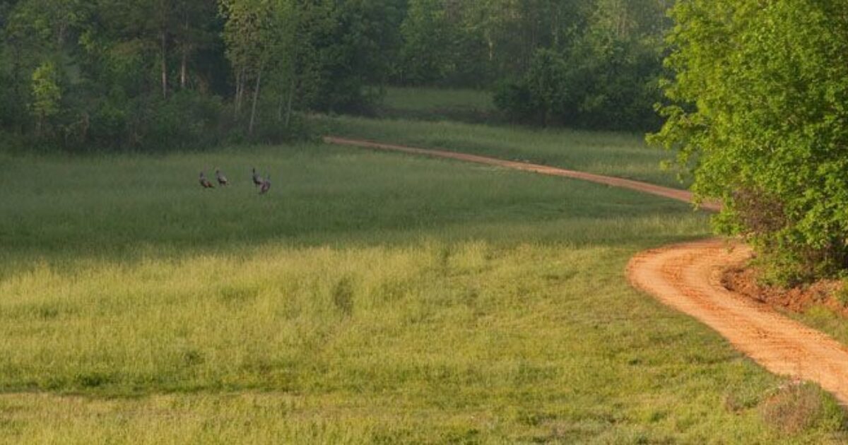 Turkey Hunting’s Four “P”s Grand View Outdoors