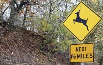 The Reason You Aren't Seeing Any New Deer Crossing Signs In MN
