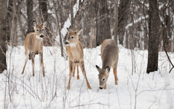deer in snow Tag - Palm Press