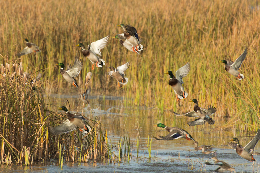 Minnesota Announces Fall Duck And Goose Seasons Grand View Outdoors